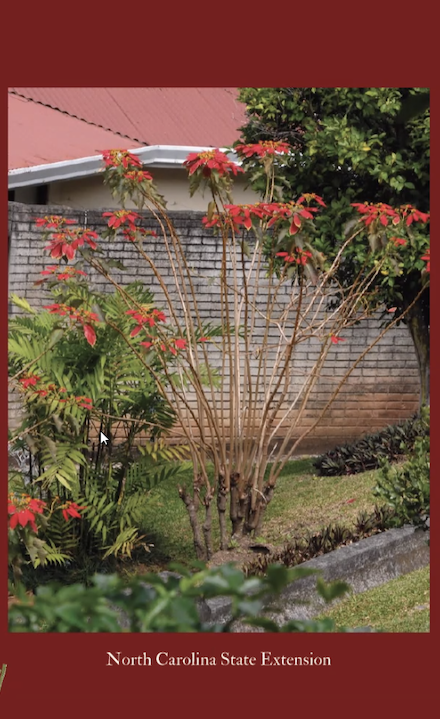 An example included in Savannah Ballweg’s presentation portrayed the natural version of a
Poinsettia. Without phytoplasma, this is how poinsettias grow.